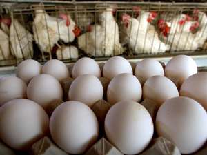 Œufs à couver frais fécondés blancs et bruns, œufs de table de poulet conservés et congelés pour la consommation alimentaire - Product Image 3