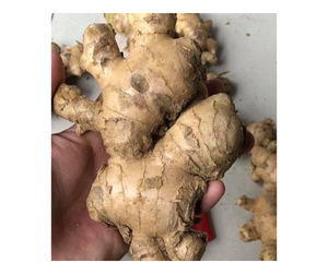 ขิงสดคุณภาพสูงจากเวียดนาม/ขิงสดจำนวนมากพร้อมจัดส่งเพื่อการส่งออกด้วยข้อเสนอที่แข่งขันได้ - Product Image 1