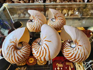 Natural Ocean Nautilus Seashell Elegante pieza decorativa para colección de arte Coastal Living Decor and Resort Display - Product Image 4