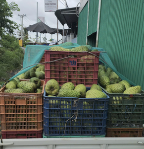 เนื้อผลไม้สับปะรดแช่แข็งจากเวียดนาม เหมาะสำหรับทำสมูทตี้และส่วนผสมของขนมหวาน จากซัพพลายเออร์ที่เชื่อถือได้ - Product Image 4