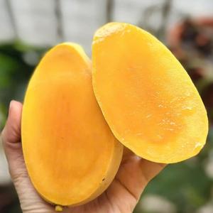 Frozen Mango Slices Packed For Bulk Frozen Mango Slices Ideal For Desserts Smoothies Beverages And Recipes - Product Image 1