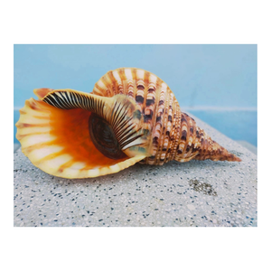Coquilles de trompette de Triton du monde entier pour la décoration intérieure, pour l'artisanat DIY, escargots de trompette pour l'exportation de 99 Gold Data - Product Image 4