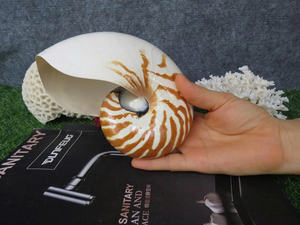 Concha de Nautilus con Cámara de Tigre Lista para Proyectos de Manualidades, Marcas de Arte Costero y Cumplimiento de Pedidos de Exportación de Regalos - Product Image 4