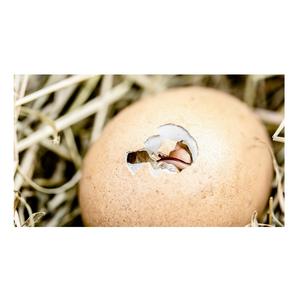 HUEVOS DE INCUBACIÓN DE POLLO DE ENGORDO COBB 500 Y COBB 700 Y ROSS 308 - Product Image 6