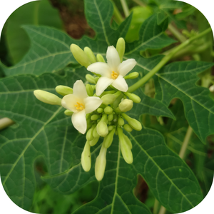 Flor de Papaya Macho Seca Natural, Ingrediente Botánico Premium para Mezclas de Té Saludables y Recetas Herbales - Product Image 2