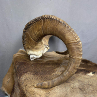 Matériaux bruts de cornes de brebis naturelles, imitation antique imperméable, durables, pour artisanat religieux, fourniture en gros, décoration artistique pour la maison, ARTISANAT