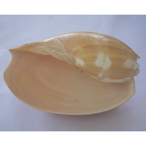 Melo Amphora SeasHELL Bijoux Poli Jaune Big Shell Motif SEASHELL BIJOUX Tailles 30-35 cm - Product Image 4