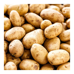 Patatas irlandesas frescas de calidad superior Precio de fábrica a granel Venta al por mayor Mejor grado Natural Farm Fresh Healthy Potato Supply - Product Image 1