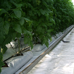 Tartre de verre pour les tomates - Product Image 2