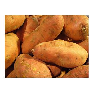 Organic Fresh Yams Alta calidad Delicious Healthy White 25cm Francia - Product Image 6