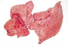 ปอดหมูแช่แข็ง เกรดส่งออก จำหน่ายจำนวนมาก - Product Image 1