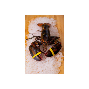 Langosta viva disponible en grandes volúmenes para exportación y distribución de mariscos - Product Image 1