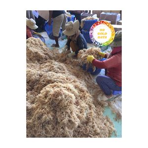 ALGAS SECAS NATURALES DE ALGODÓN VIETNAM FUENTE DE MUSGO DE MAR DE ALTA CALIDAD PARA CARRAGEENANO Y PROPÓSITO DE LA INDUSTRIA ALIMENTARIA - Product Image 6