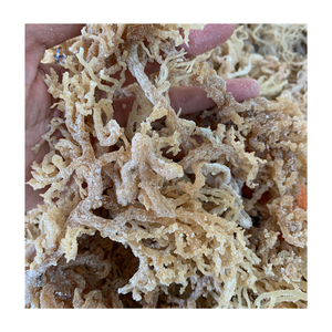 Sea Moss 5-15% Moisture, Irish Seamoss Algas Eucheuma Cottonii naturales de alta calidad para ensalada, comida, gelatina de 99 GD - Product Image 1