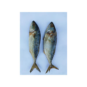 Pescado macarela fresco de alta calidad listo para venta al por mayor a distribuidores y minoristas - Product Image 5