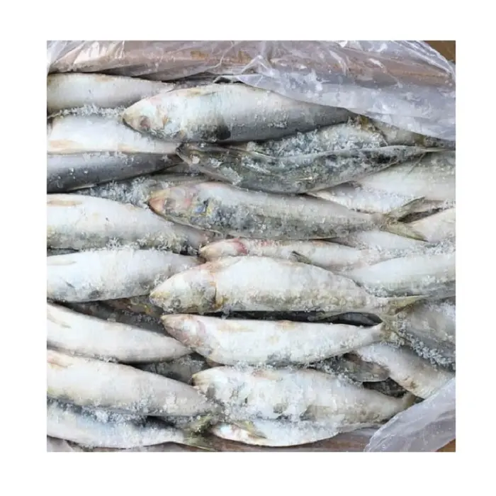 Sardinha congelada para comida bqf, preço de fábrica na França, sardinha para isca
