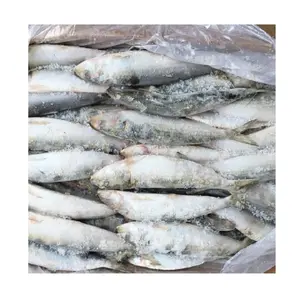 Francia precio de fábrica sardina congelada pescado entero redondo bqf China sardinas para cebo