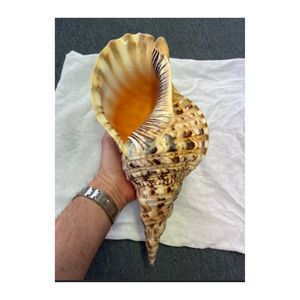 Coquilles de trompette de triton femelle de différentes tailles, coquillages naturels de la mer, collection de souvenirs, coquillages pour l'exportation - Product Image 3