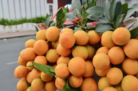Prune mariale vietnamienne |   Gandaria |   Prune mangue pour l'exportation