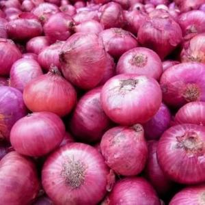Fournisseur en gros de légumes d'exportation d'origine égyptienne de haute qualité, oignon rouge frais, à prix compétitif sur le marché - Product Image 1