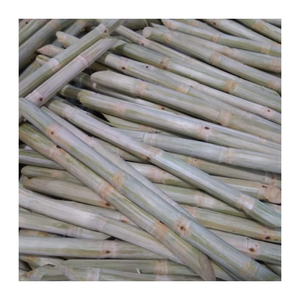 Exportador de caña de azúcar congelada de confianza en Vietnam: embalaje personalizado y suministro confiable para compradores globales - Product Image 5