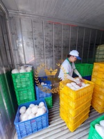 100% fruta tropical fresca diamante Coco joven para bebidas suministros de Vietnam dulce Coco saludable