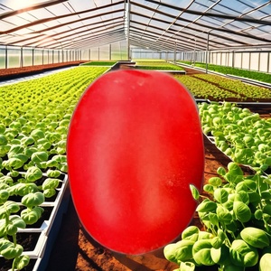 Moon Star Tomato Hybrid ARMY F1 Seeds-2 Year Shelf Life - Product Image 1