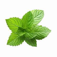 HOJAS DE MENTA FRESCA FUENTE BOTÁNICA PURA ETIQUETA LIMPIAR APOYO A LA SALUD INMUNE HIERBAS DE BIENESTAR NATURALES A BASE DE PLANTAS - Product Image 6