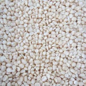 ข้าวโพดขาวเกรด 1 / ข้าวโพดขาวปลอดจีเอ็มโอ อบแห้ง - Product Image 1