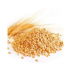 Venta de trigo de grano entero orgánico de alta calidad Textura dura de calidad superior B Trigo Venta increíble - Product Image 6