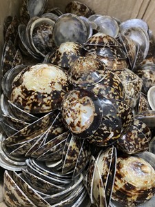 Décor de plage marron ivoire ovale coquille de mer patte escargot coquille approvisionnement en vrac poli coquille d'escargot artisanat - Product Image 2