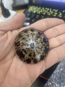 Murex Operculum al por mayor, concha de Caracol de Lapa al mejor precio - Product Image 6