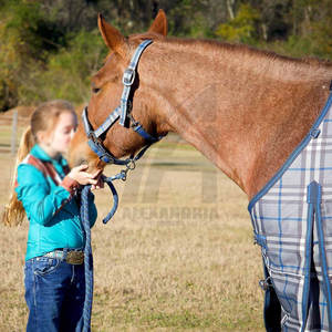 Productos Ecuestres al por Mayor, Collares para Caballos con Equipo de Alta Calidad, Collares para Montar a Caballo - Product Image 3