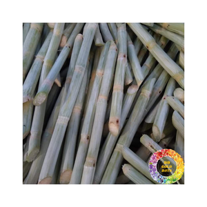 Palitos de caña de azúcar congelados limpios, dulces y convenientes envasados al vacío para uso de exportación en bebidas y preparación culinaria - Product Image 5