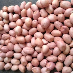 Java đậu phộng cao cấp Ấn Độ lạc hạt nhân lớn giòn đậu phộng protein cao ăn nhẹ lành mạnh 100% tự nhiên tươi - Product Image 1