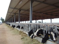 Structure en acier ouverte et durable pour élevage de volailles, de chèvres, de vaches laitières et de bovins de race Boer
