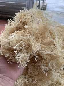 Vente en gros de mousse de mer violette/mousse d'Irlande biologique du Viet Nam au meilleur prix Mme Lily - Product Image 6