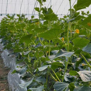 Sistema de Invernadero de un Solo Tramo para Cultivo de Pepinos en Europa y Proyectos Agrícolas - Product Image 3