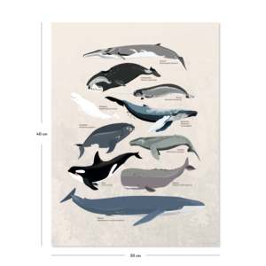 Póster de varias especies de ballenas con marco negro, decoración de pared - Product Image 3