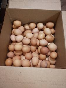 Huevos grandes marrones sin jaula, de la marca Marketside, 18 unidades, 6g de proteína por huevo, a la venta al por mayor - Product Image 5