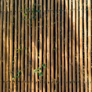 Bambu cana Bambu vara para hastes de suporte vegetal ou Bamboo Fence