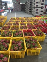 Zeer Concurrerende Prijs Pitahaya Voor Export Pitaya Fruit Nieuw Gewas Drakenfruit Hoge Kwaliteit