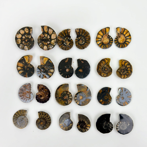 Ammonites marocaines polies de qualité B en gros, paires de fossiles d'ammonites polies - Product Image 1