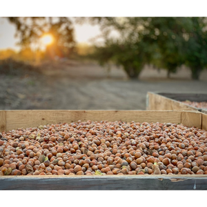 Avellanas orgánicas de calidad de sabor natural BARATO DE ALTA CALIDAD/Avellanas orgánicas Nuez de avellana orgánica - Product Image 2