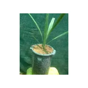 Mudas de palmeira de qualidade por pequeno pedaço de tecido da planta são retiradas do ponto de crescimento da planta