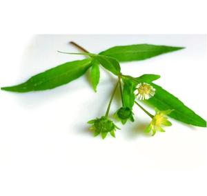 Aceite de Bhringraj al por mayor 100% aceite esencial orgánico puro para productos de cuidado del cabello proveedor a granel al mejor precio por exportadores indios - Product Image 4