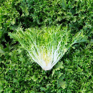Chicorée d'endives en gros: Légumes à feuilles amères de qualité supérieure du fournisseur en vrac - Product Image 5