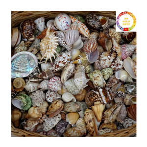 Surtido de conchas marinas naturales mezcladas con estrella de mar y nácar, ideal para manualidades de Acuario y decoración de playa - Product Image 4