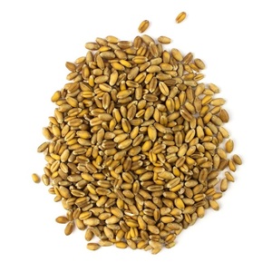 Grain de blé d'hiver rouge doux dans un sac de 50 lb. Sans OGM. Cultivé biologique - Product Image 5