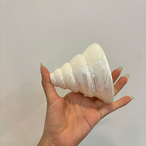 Large Size 7-8cm White Cowrie Shell <b>Egg</b> Cowry From Vietnam For DIY Beach Crafts Decor Home Best Price Wholesale 99 Gold Data - Product Image 6